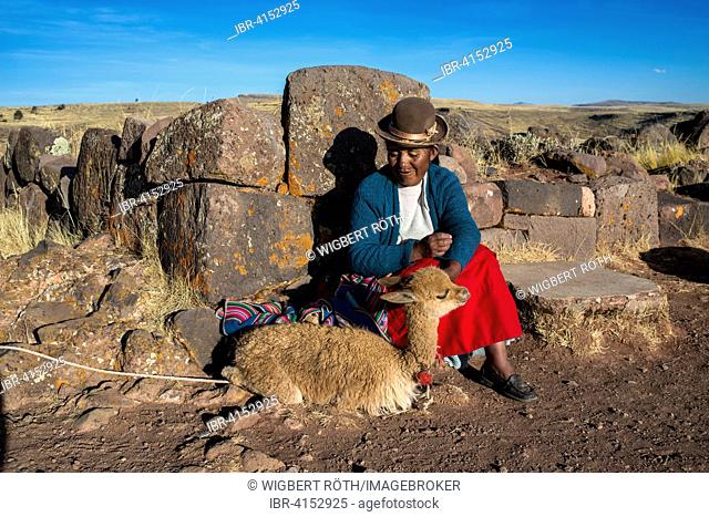 Aymara Indian woman in traditional dress sitting against stone wall with guanaco (Lama guanicoe), burial ground at Sillustani, Puno Region, Peru