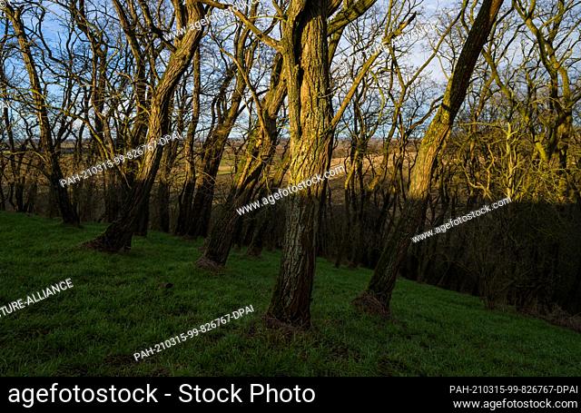 13 March 2021, Brandenburg, Mallnow: The late afternoon sun on trees on a slope on the edge of the Oderbruch, a region in the east of the state of Brandenburg
