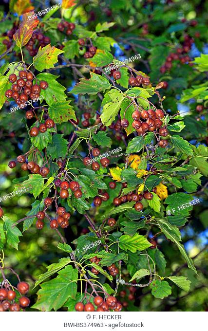 wild service tree (Sorbus torminalis), branch with fruits, Germany