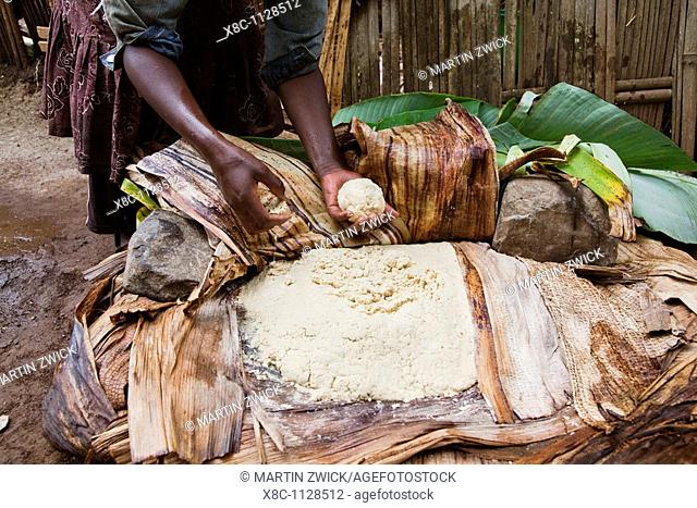 Dorze in the Guge mountains of Ethiopia, preparation of food dough and bread called Kotcho from the stem of a cooking banana Enset, Ensete