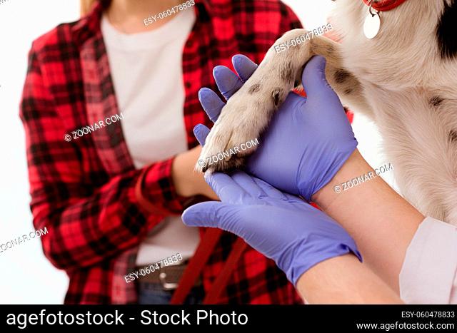 Close up shot of vets hands holding dogs leg. Veterinarian holds dogs leg with his hands in blue rubber gloves. Owner stands in background