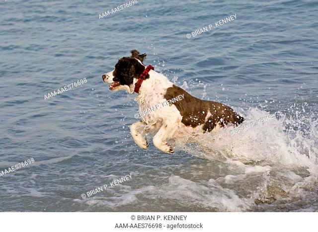 English Springer Spaniel (Canis lupus familiaris) playing at the beach in southwest Florida. This Breed was developed in the 1600's to 'Spring' or Flush...
