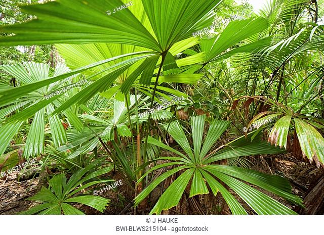 Red latan palm, Australian Fan Palm Licuala ramsayi, in rainforest, Australia, Queensland, South Mission Beach