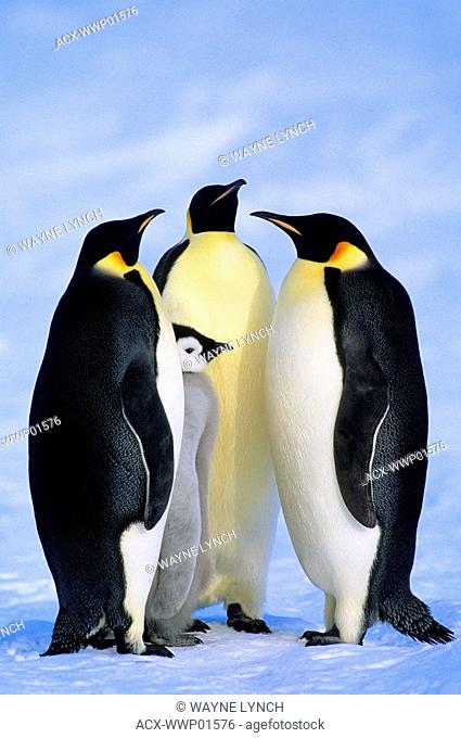 Adult emperor penguins Aptenodytes forsteri and chick, Atka Bay colony, Weddell Sea, Antarctica