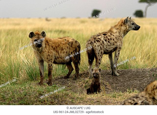 Spotted hyena, Crocuta crocuta, two, with pup. Masai Mara National Reserve, Kenya, East Africa. (Photo by: Auscape/UIG)