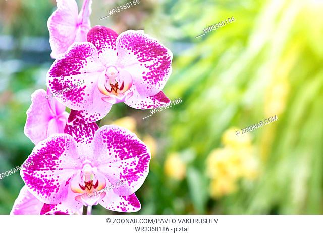 Purple orchids in a wild tropical forest. Beautiful spring flowers with soft green background