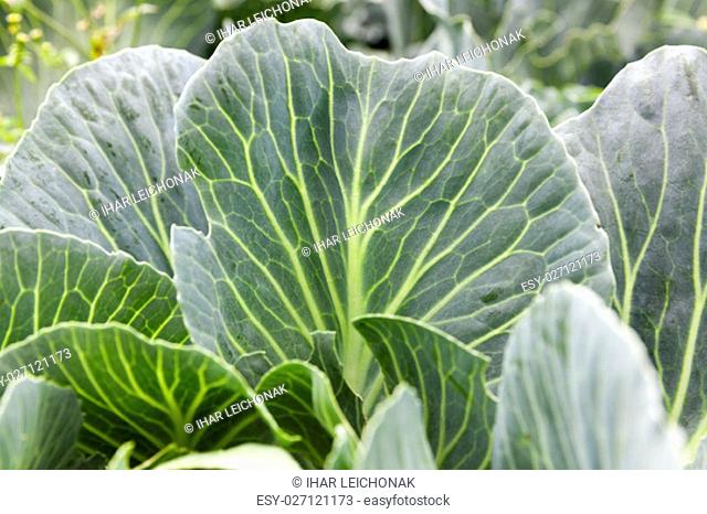 photographed close-up of green leaves of cabbage, small depth of field