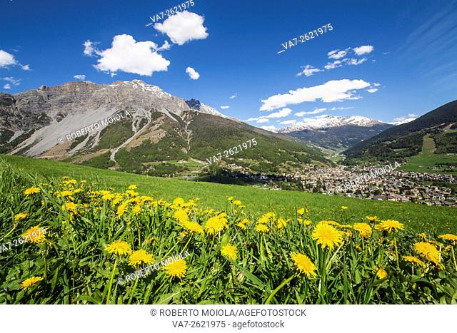 The colors of spring flowering with the village of Bormio in the background Upper Valtellina Lombardy Italy Europe