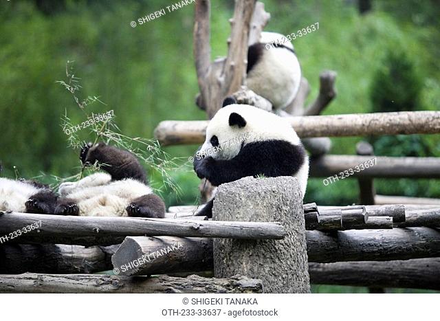 Giant panda, Wolong, Wenchuan, Sichuan, China