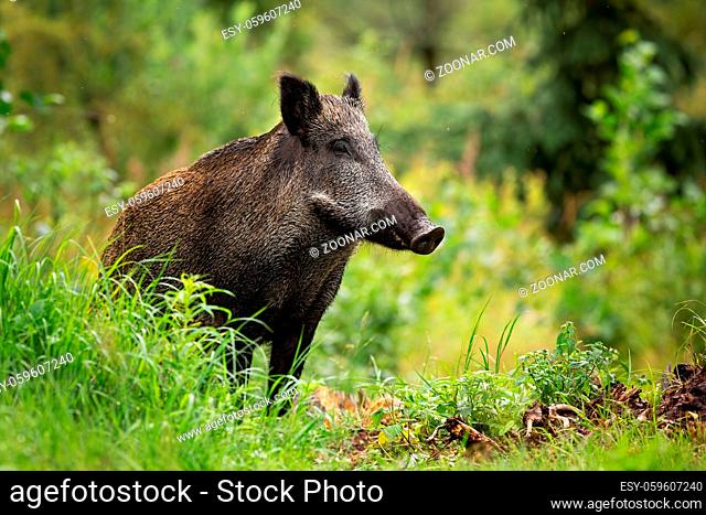 Adult wild boar, sus scrofa, with wet fur standing alone in the green forest. Attentive swine observing fresh woodland. Concentrated hog with big snout in its...