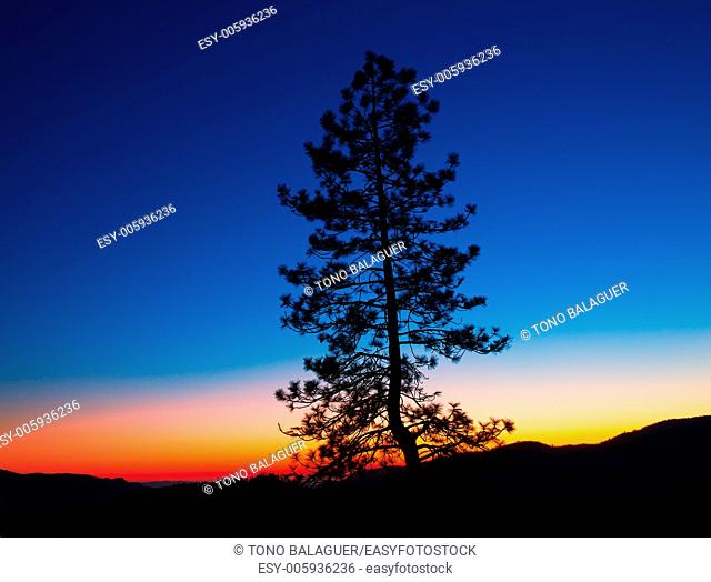 Sunset in Yosemite National Park with tree silhouettes at California USA
