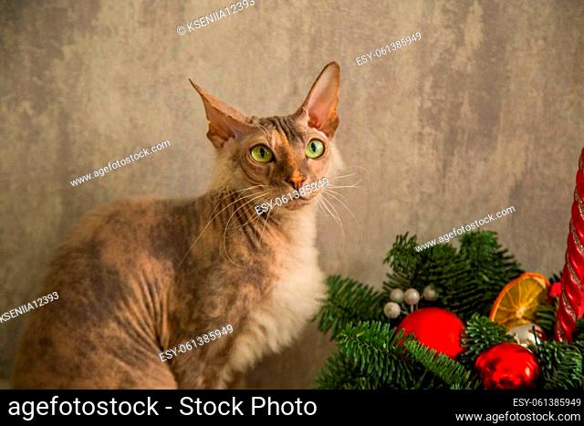 A sphinx cat with a down on its chest of a red - gray color with yellow - green eyes sits against a gray wall and a basket with a Christmas tree and Christmas...