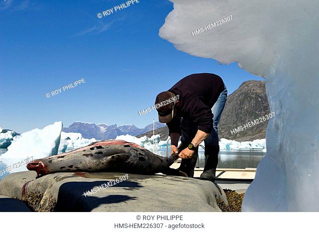 Greenland, Angmassalik Region, Tiniteqlaaq, Inuit Fisherman cutting a Seal up