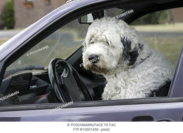 Dog behind the wheel