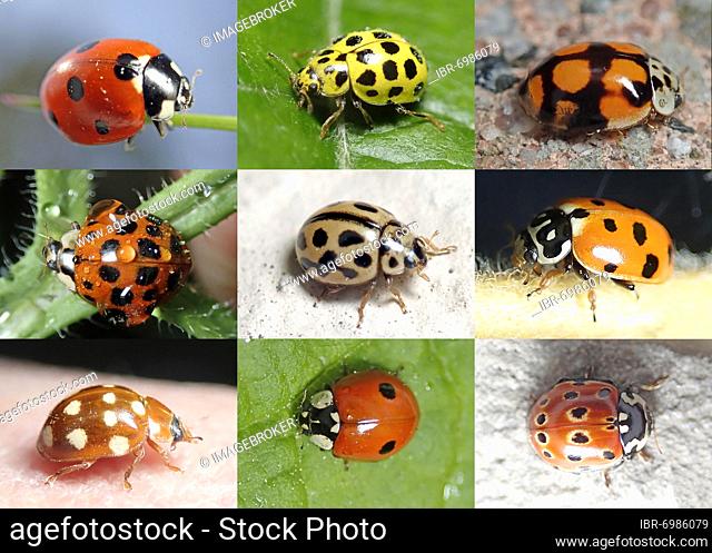 Biodiversity, nine ladybirds, beneficial insects, Germany, Europe