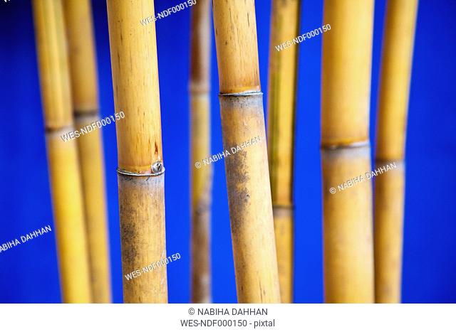Malaysia, Bamboo, close up