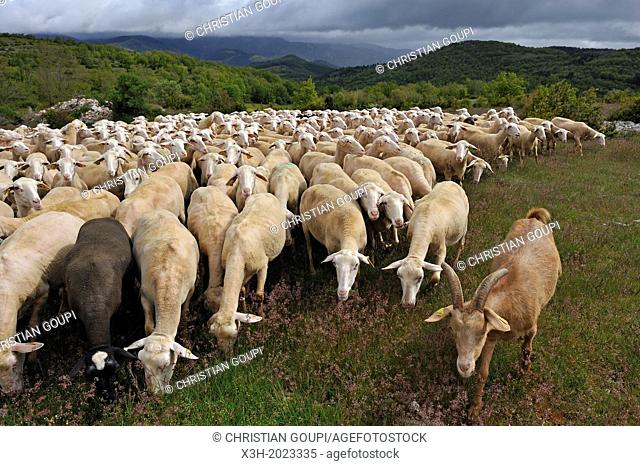 flock of sheep on the Causse de Campestre, Southern Cevennes, Gard department, Languedoc-Roussillon region, France, Europe
