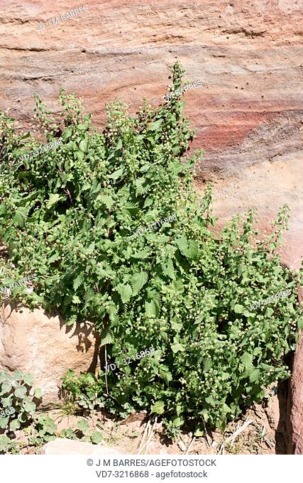 Roman nettle (Urtica pilulifera) is an annual herb native to Mediterranean Basin. This photo was taken in Petra, Jordan