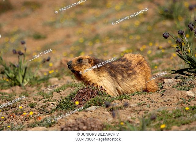 Himalayan Marmot (Marmota himalayana). Single individual standing on the ground