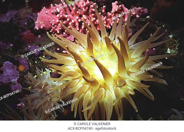 Crimson anemone, Rosedale Reef, Juan de Fuca Strait, Vancouver Island, British Columbia, Canada