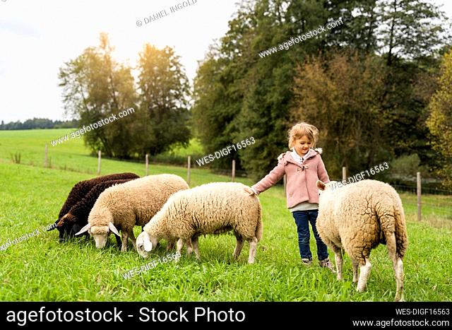Cute girl standing with sheep on green grass at field