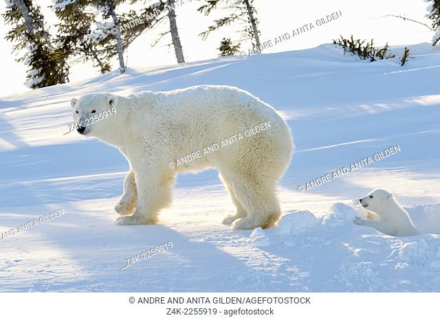 Polar bear (Ursus maritimus) mother with cub coming out freshly opened den, Wapusk national park, Canada