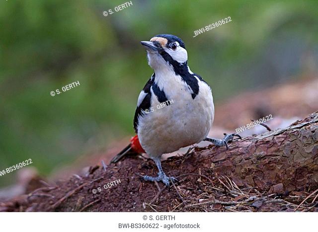 Great spotted woodpecker (Picoides major, Dendrocopos major), on the feed on forest floor, Norway, Trondheim