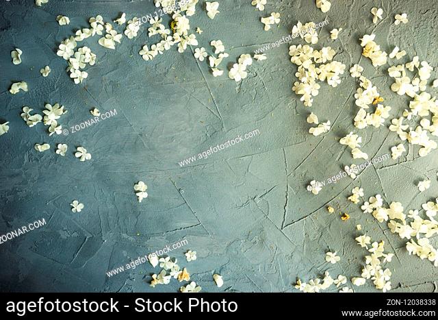 Floral frame with white Viburnum opulus 'Roseum' flowers