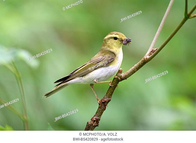 wood warbler (Phylloscopus sibilatrix), sitting in a twig with a caught fly in the bill, Germany, Bavaria
