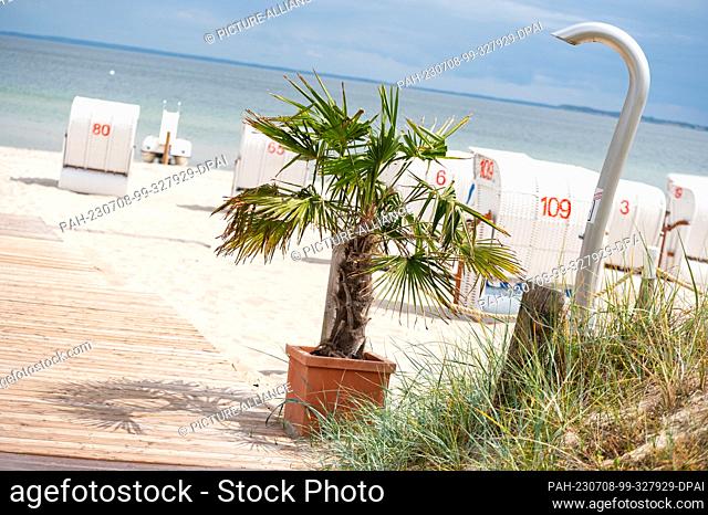 PRODUCTION - 03 July 2023, Schleswig-Holstein, Haffkrug: A palm tree stands between beach chairs and a shower on the Baltic Sea beach