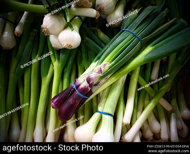 07 April 2022, Berlin: Spring onions at Fruit Logistica, the international trade fair for fruit and vegetables, photographed on 07.04