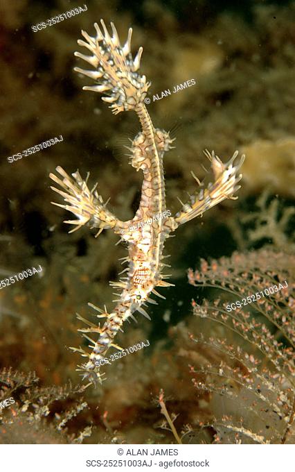 Harlequin Ghost Pipefish Solenostomus paradoxus Mabul Island, Borneo, Malaysia Restricted Resolution please contact us RR