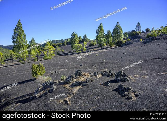 Canary island pine (Pinus canariensis) growing on volcanic cinders, Mirador del Llano del Jable, destroyed by the 2021 eruption, El Paso, La Palma, Spain