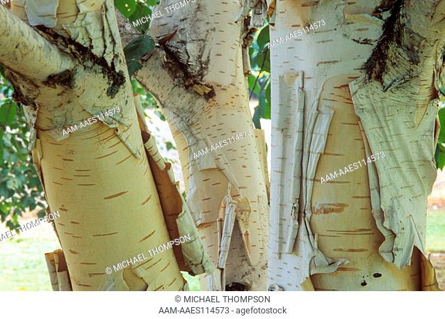 Whitebarked Himalayan Birch (Betula jacquemontii) has pale exfoliating Bark