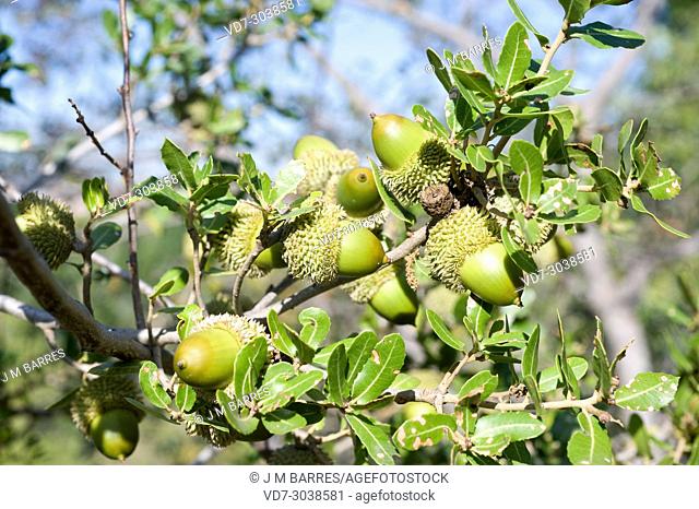 Palestine oak (Quercus calliprinos) is a small tree native to eastern Mediterranean region from Algeria to Turkey. Fruits and leaves detail