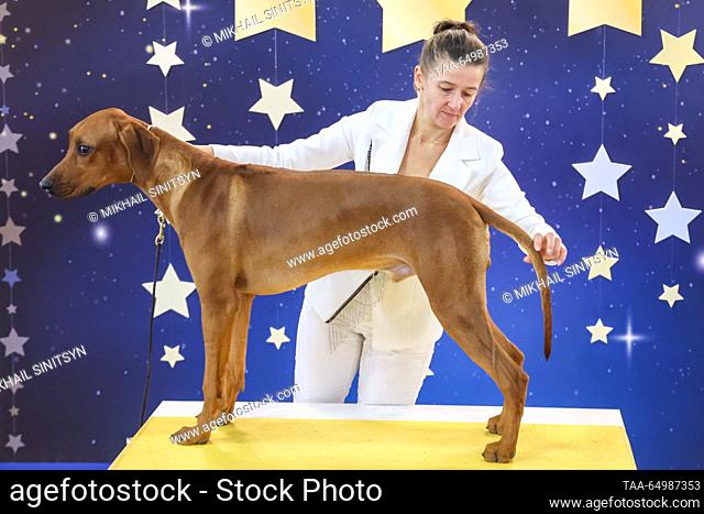RUSSIA, MOSCOW REGION - NOVEMBER 19, 2023: A Rhodesian Ridgeback at the Eurasia Dog Show 2023 at the Crocus Expo International Exhibition Centre in Krasnogorsk