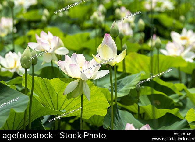 A field of Indian lotus flowers in various stages of growth
