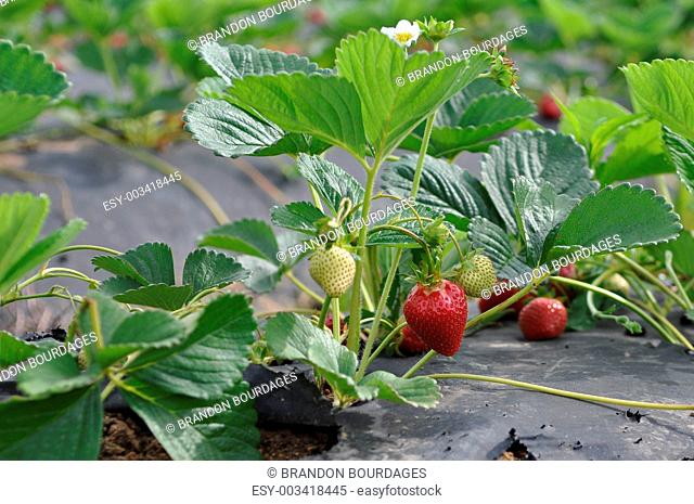 Organic Strawberry in California Field