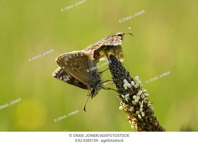 A close-up of a pair of dingy skipper (Erynnis tages) butterflies mating on a Ribwort Plant in flower at Draycott Sleights in the Mendip Hills, Somerset