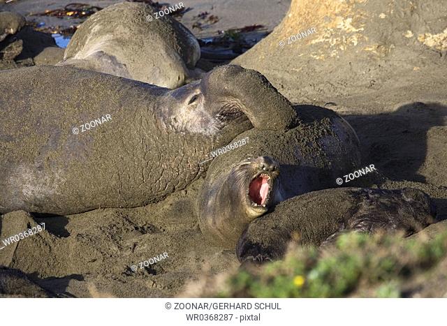 Northern Elephant Seal with Baby