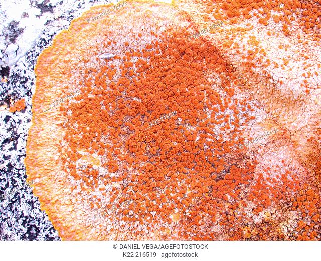 Crustose lichen (Caloplaca sp) inserted in a calcareous rock
