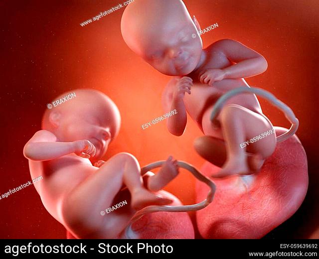 3d rendered medically accurate illustration of twin fetuses - week 28