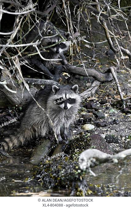 Northern Raccoon Procyon lotor on the shore of east Vancouver Island in late afternoon in early October 2008