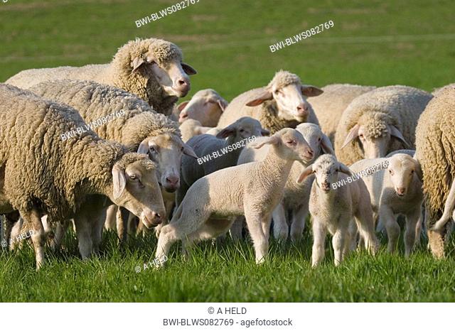 domestic sheep Ovis ammon f. aries, lambs with their mothers, Germany, Baden-Wuerttemberg