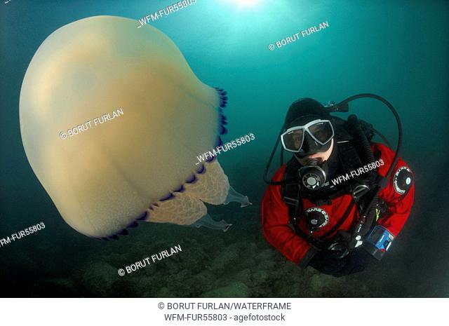Rhizostome Jellyfish and Scuba Diver, Rhizostoma pulmo, Piran, Adriatic Sea, Slovenia