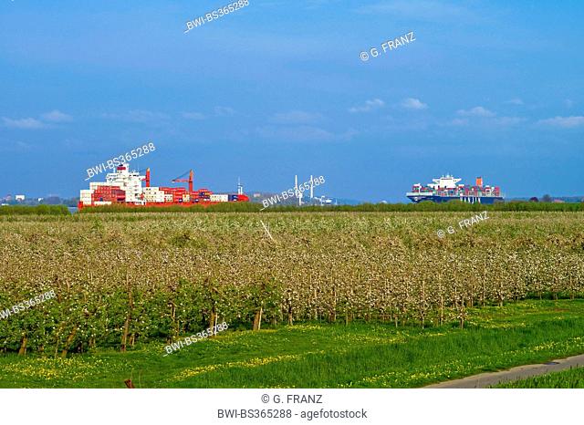 apple tree (Malus domestica), flowering apple trees at the Altes Land near Luehe Gruenendeich, bulk carrier on the Elbe in the background, Germany, Lower Saxony