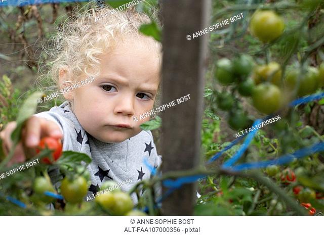 Little girl picking cherry tomatoes from vegetable garden