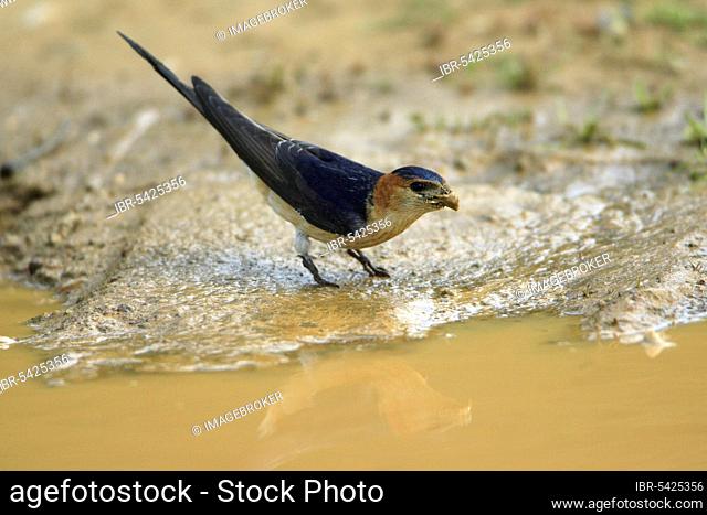 Red rumped swallow collecting nesting material, Red-rumped (Hirundo daurica) Swallow, Clay, Swallow, Swallows, Portugal, Europe