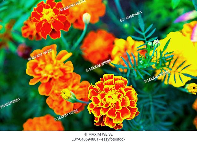 Close up of beautiful Marigold flower blooming in the garden. Tagetes erecta, Mexican, Aztec or African marigold