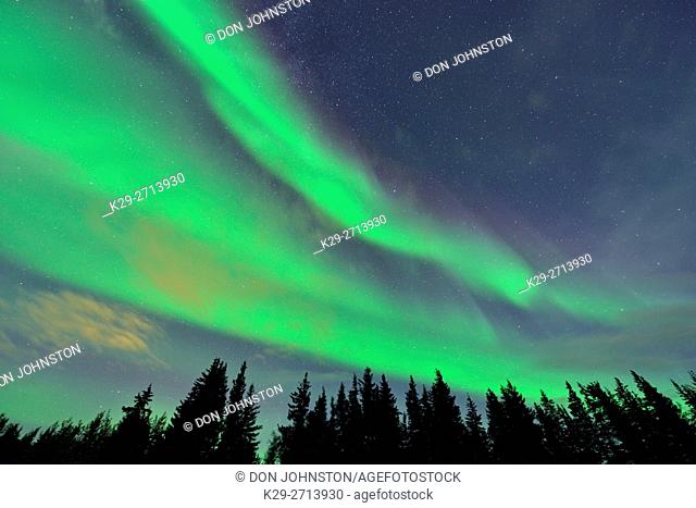 Aurora borealis (Northern Lights) over spruces near Great Slave Lake , Hay River, Northwest Territories, Canada
